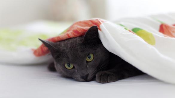 Din katt kan drabbas av diabetes – så känner du igen symtomen